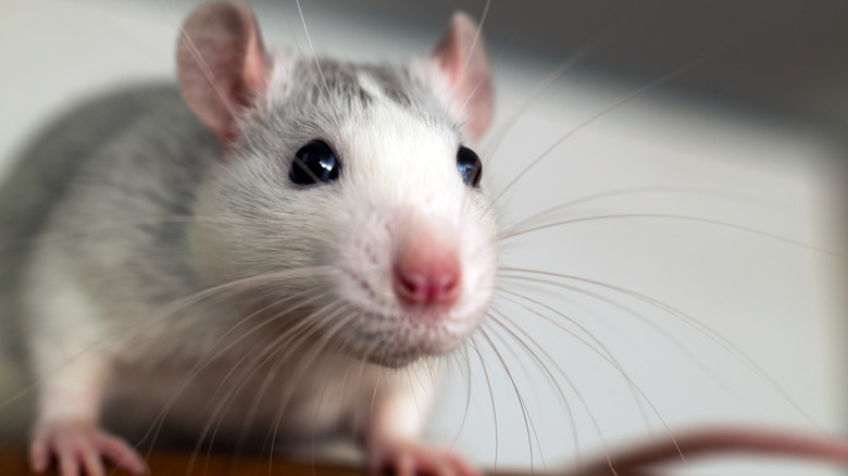 Closeup of white and gray mouse