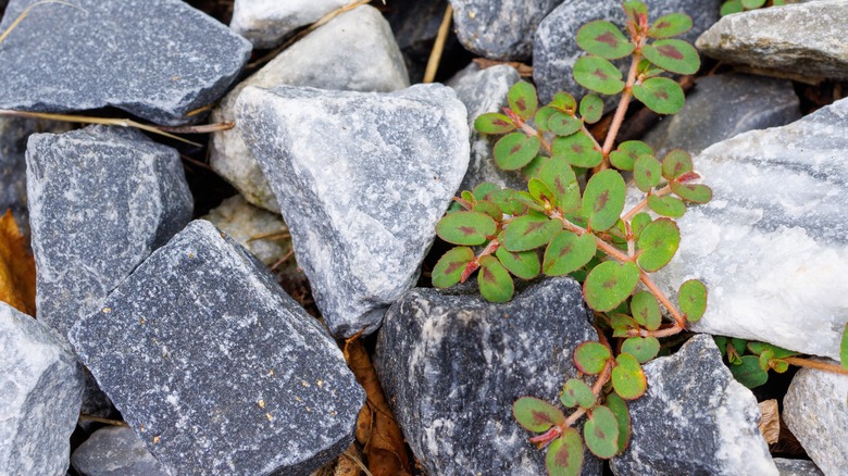 spotted spurge growing up through rocks