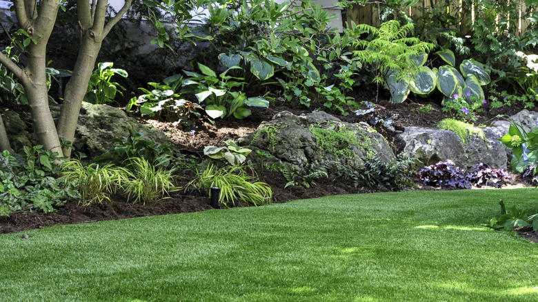 Ground cover plants beneath tall trees