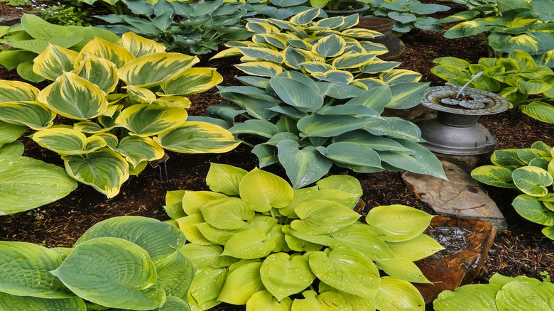 Different plantain lily cultivars growing in the shade