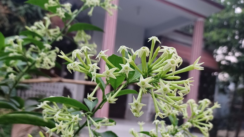 night blooming jasmine