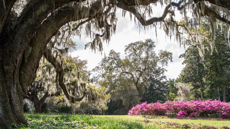 spanish moss