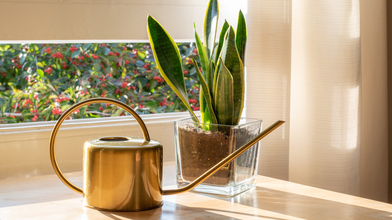 snake plant and watering can