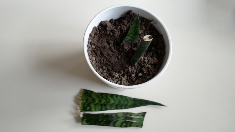 snake plant propagation clipping 