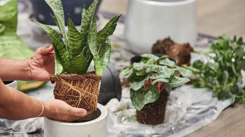 repotting small snake plant