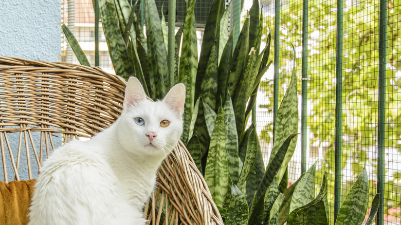cat surrounded by snake plants