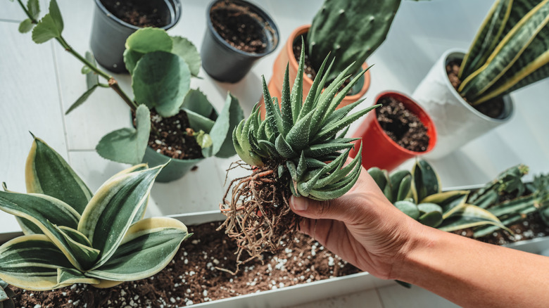 snake plants and succulents