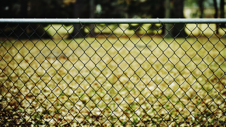 Chain link fence with an open, grassy field behind it with trees in the background