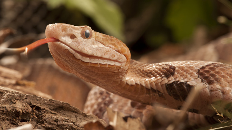 Close-up of a snake with its tongue out as it slithers