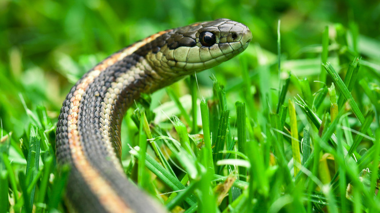 Snake slithering in grass