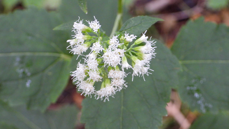 White snakeroot flowers close up