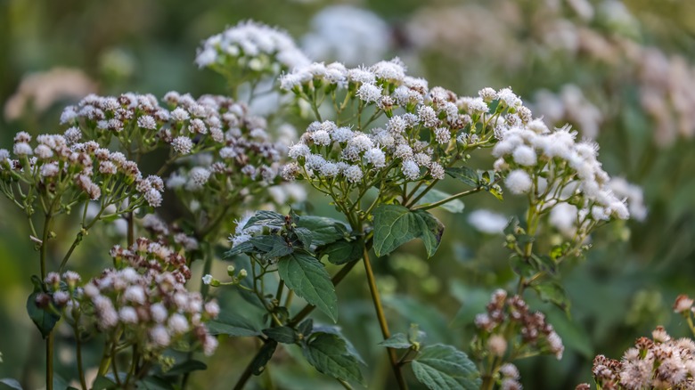 Snakeroot plant with white flowers