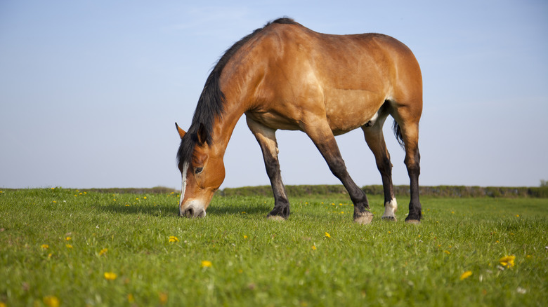 Brown horse grazing grass