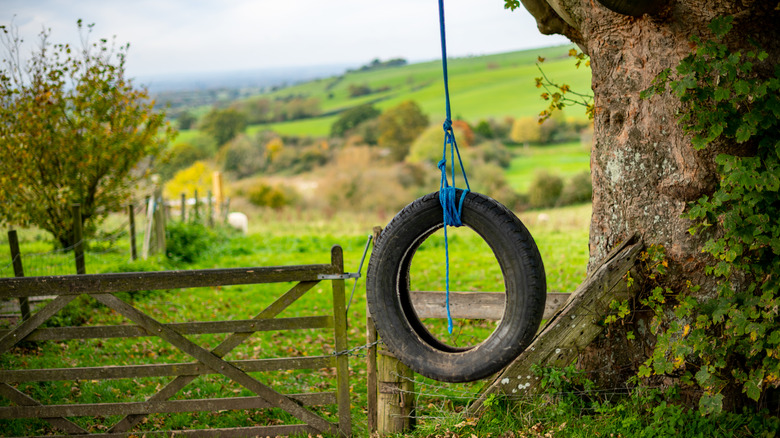 Tire swing hanging from tree