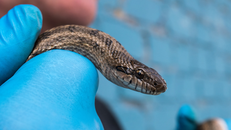 Garter snake in hand