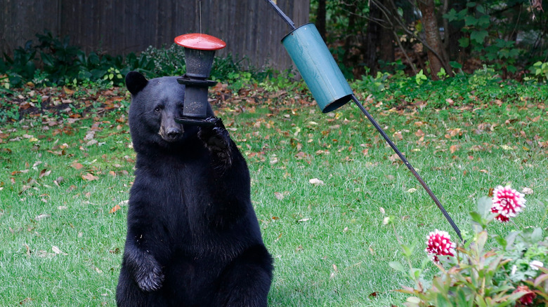 A bear stealing seed from a bird feeder
