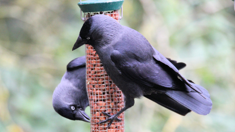 Crows on a bird feeder