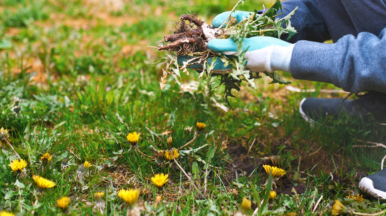 woman removing weeds