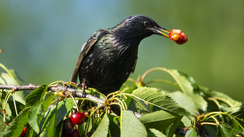 A starling eating a cherry 