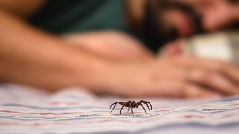 Spider in the bed