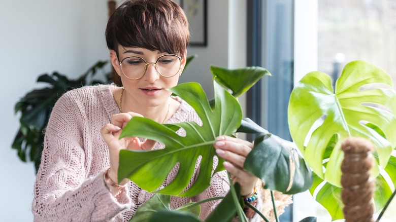 Person inspecting houseplant leaves