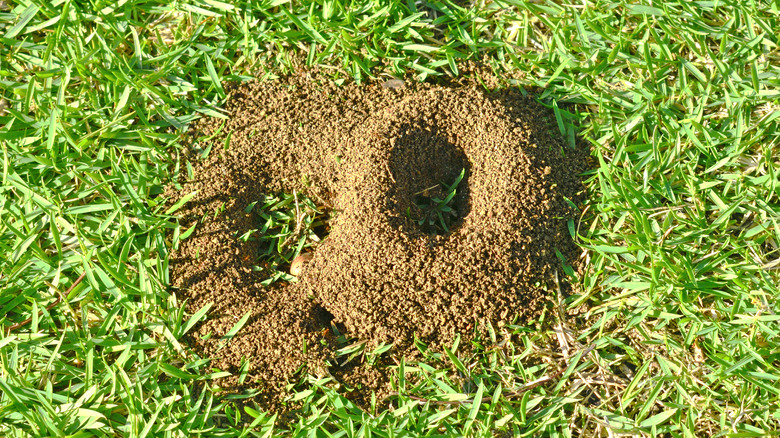 ant mound in lawn