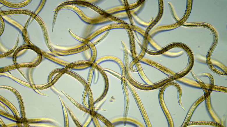 parasitic nematodes under a microscope