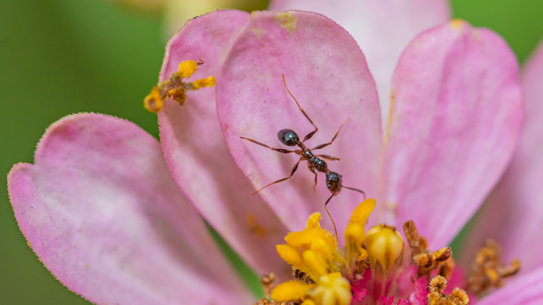 ant on a flower