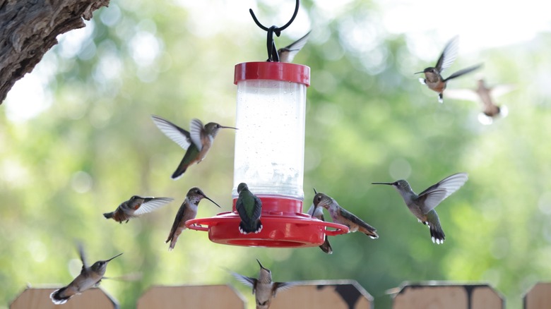 hummingbirds visiting a backyard feeder