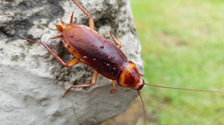 Palmetto bug on a rock