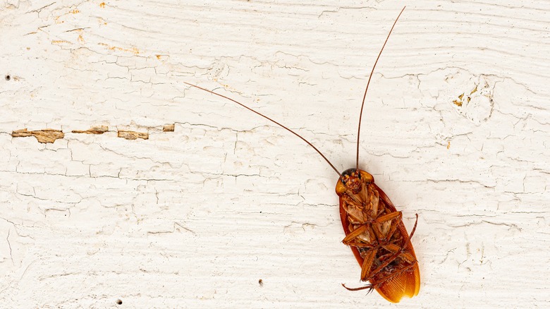 Sneaky Ways You're Attracting Palmetto Bugs To Your Home Without Realizing