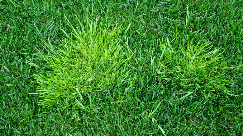 patch of poa annua