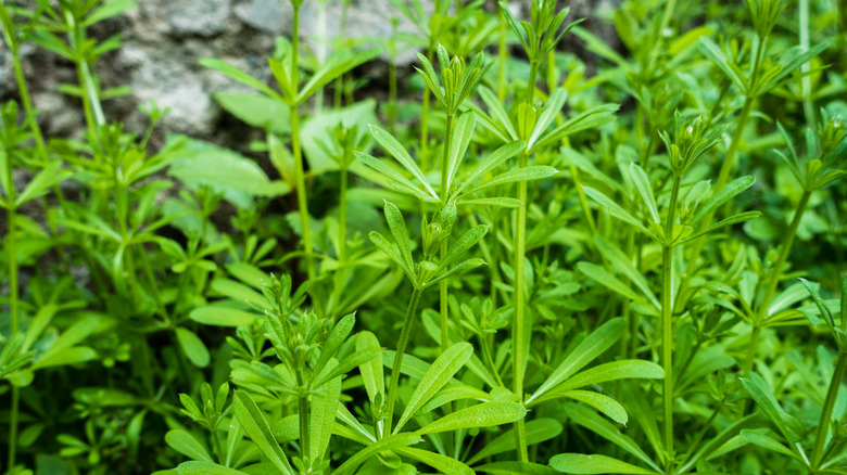 bedstraw stalks