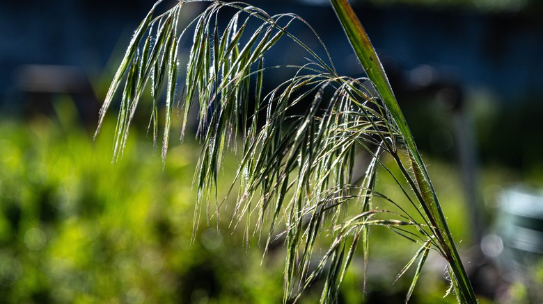 stalk of cheatgrass