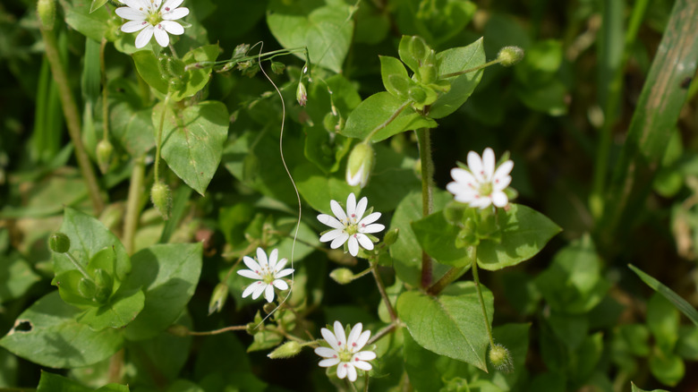 chickweed flowers