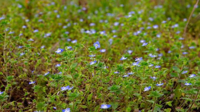 corn speedwell 