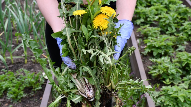 hands pulling up dandelions