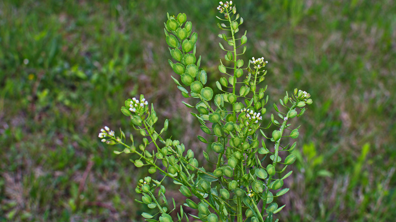 field pennycress