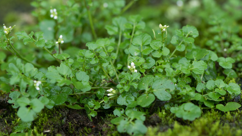 patch of hairy bittercress