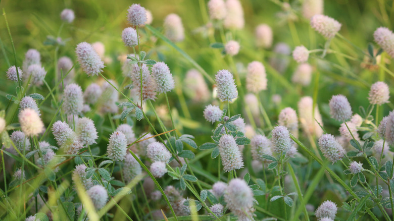 hare's-foot clover