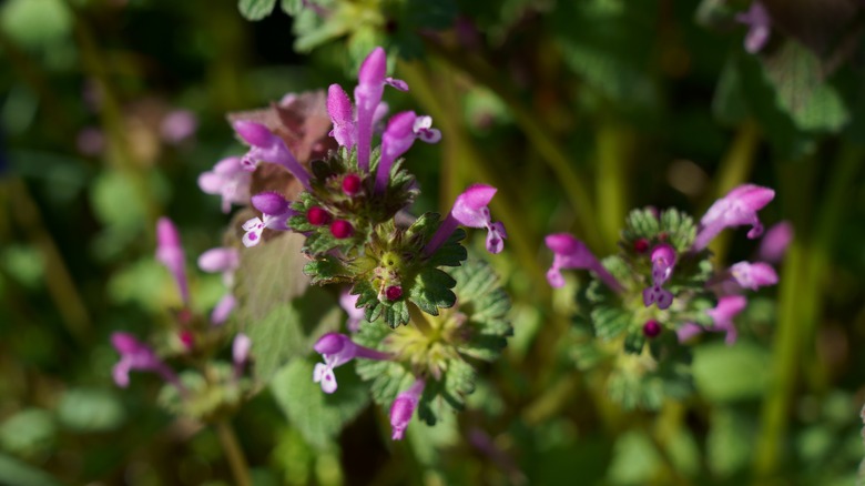 purple henbit deadnettle