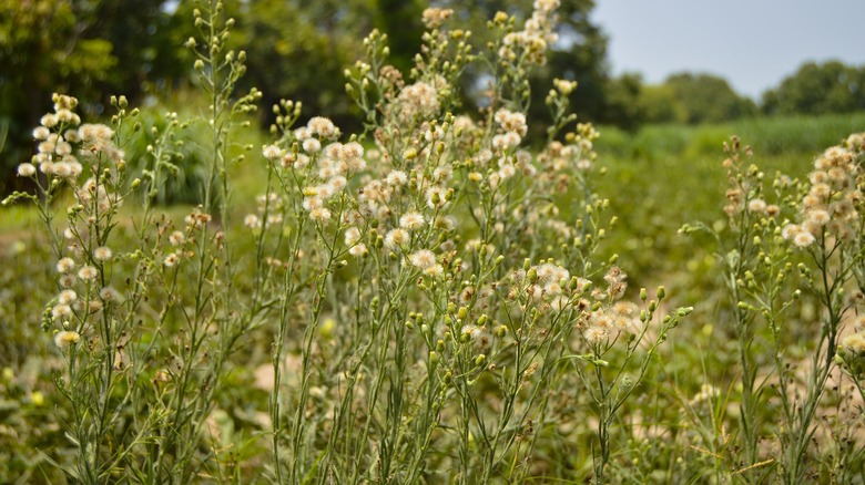 horseweed in field