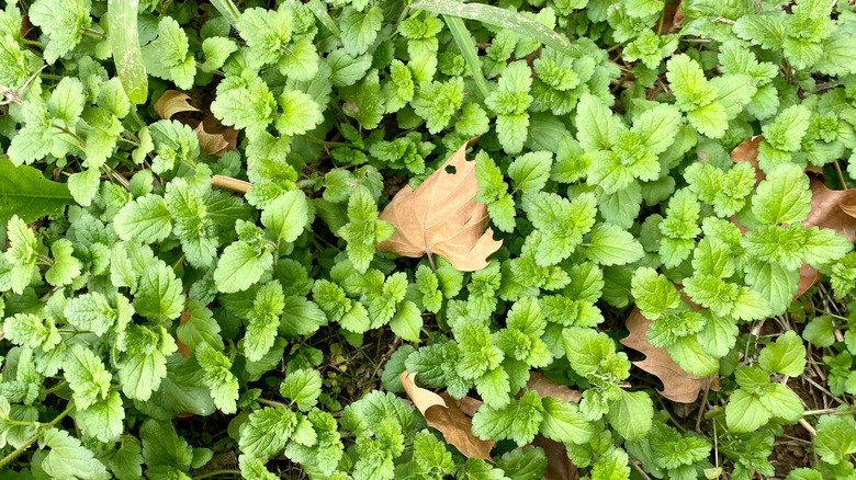 persian speedwell