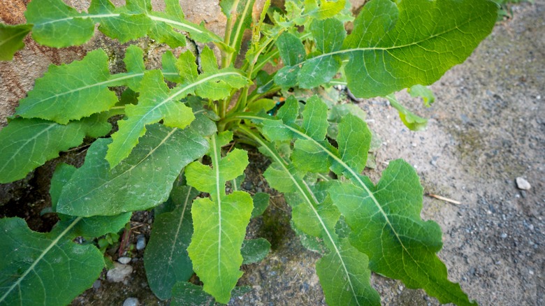 prickly lettuce