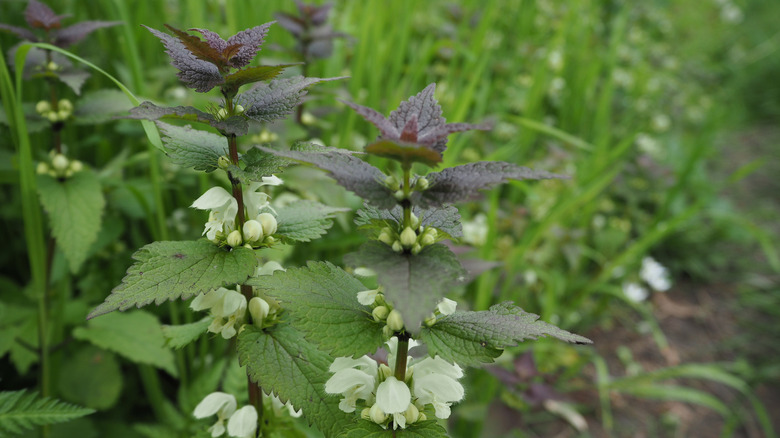 purple and green deadnettle