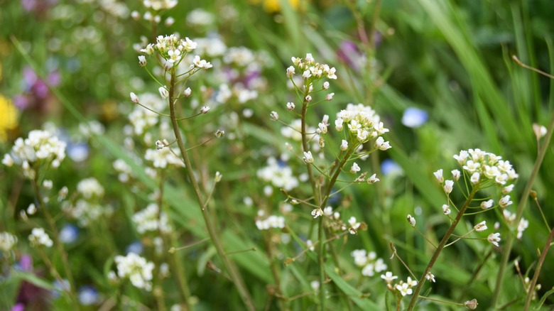 shepherds purse in field