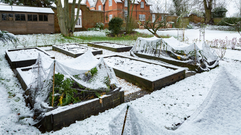 winter garden with snow