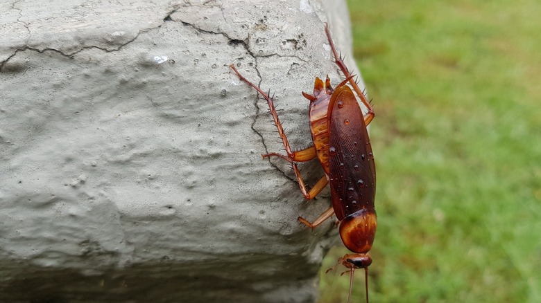 Close-up of a palmetto bug