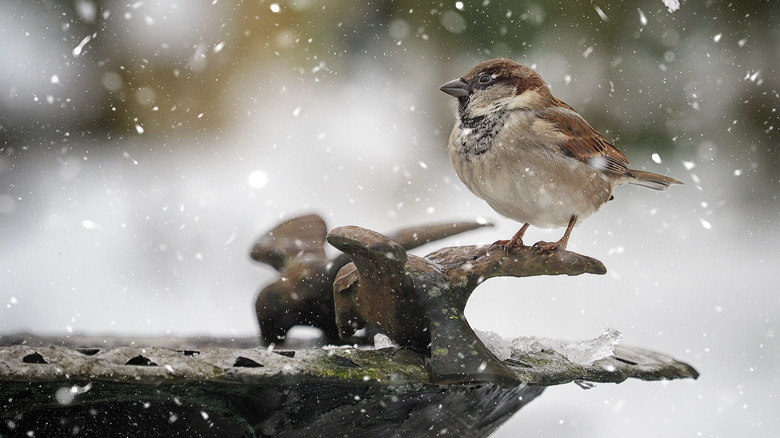 A bird bath in winter