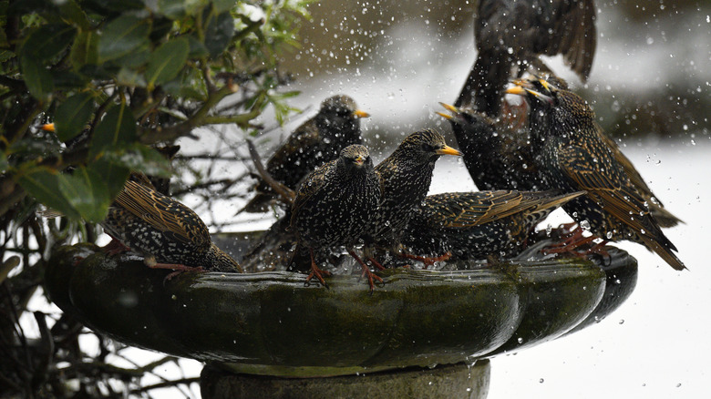 Birds bathing in winter